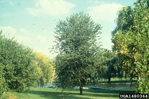 Prunus serotina  - Black Cherry